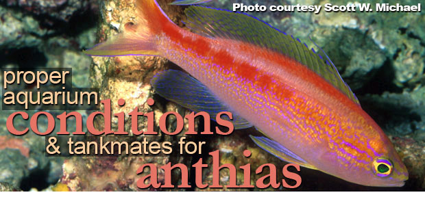 The Anthias of the Genus Pseudanthias - Part 4