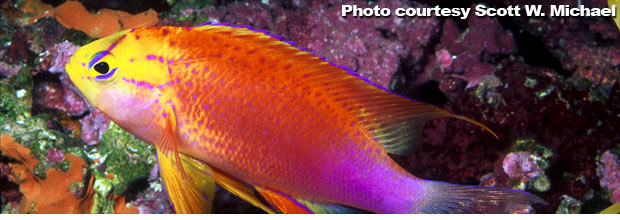 The Anthias of the Genus Pseudanthias - Part 3