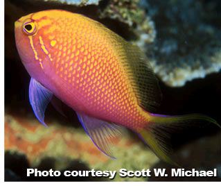 The Anthias of the Genus Pseudanthias - Part 5