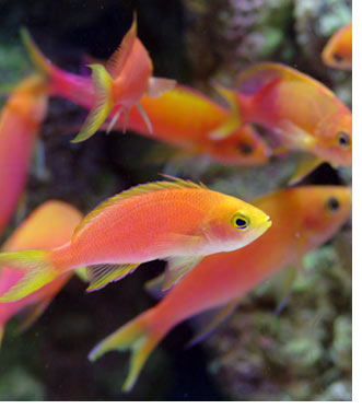 The Anthias of the Genus Pseudanthias - Part 2