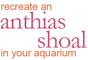 The Anthias of the Genus Pseudanthias - Part 2