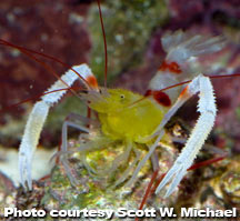 Banded Coral Shrimp, Gold