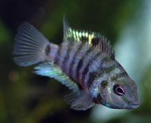 Black Convict Cichlid