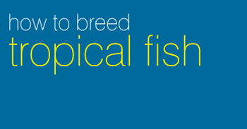 Breeding Tropical Fish: An Introduction