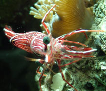 Camel Shrimp, Rhyncocinetes durbanensis