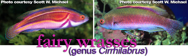 The Best Reef Wrasses; Part 2; Fairy Wrasse