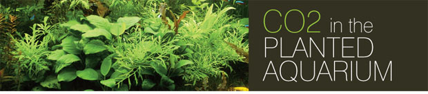 Freshwater Planted Aquarium Care and Maintenance