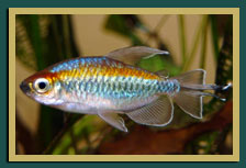 Longfin Congo Tetra