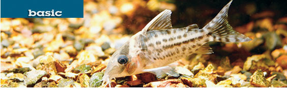 Corydoras Catfish, Freshwater Cleanup Crew