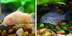 Aquarium Water Quality: Choose Corydoras Catfish to Clean Aquarium Substrate