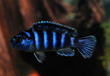 Demasoni Cichlid