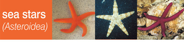 Echinoderms: Part 4 - Sea Stars (Asteroidea)