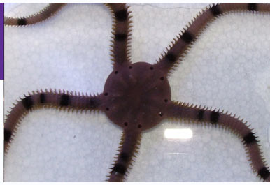 Echinoderms: Part 5 - Brittle & Serpent Starfish (Ophiuroidea)