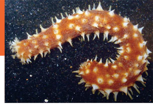 Echinoderms: Part 6 - Sea Cucumbers (Holothuroidea)