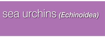 Echinoderms: Part 7 - Sea Urchins (Echinoidea)