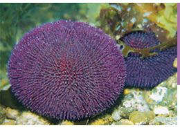 Echinoderms: Part 7 - Sea Urchins (Echinoidea)