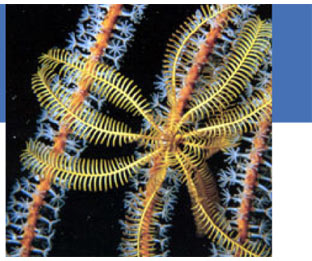 Echinoderms: Part 8 - Feather Stars (Crinoidea)