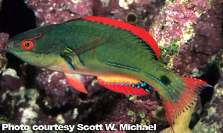 The Best Reef Wrasses; Part 2; Fairy Wrasse