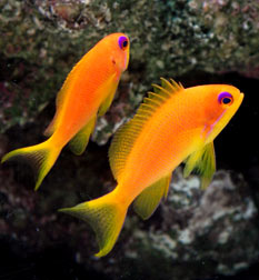 Lyretail Anthias - Female