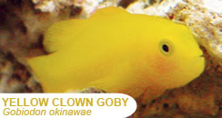 Yellow Clown Goby