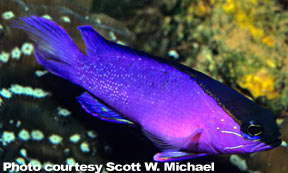 Blackcap Basslet (G. melacara)