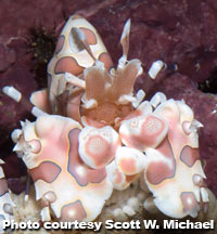 Harlequin Shrimps, Hymenocera spp.