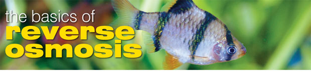 How to Use Reverse Osmosis in Your Aquarium