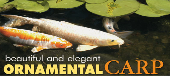 Koi: History & Care Information