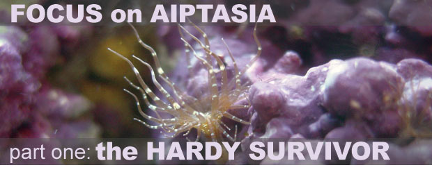 Aiptasia: Recognize and Understand this Stinging Cnidarian