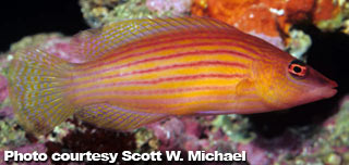 The Best Reef Wrasses; Part 5; Lined Wrasse