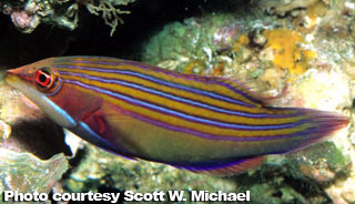 The Best Reef Wrasses; Part 5; Lined Wrasse