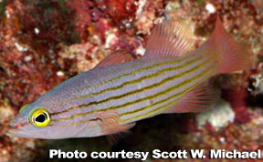 Pinstripe Reef Basslet (Liopropoma susumi)