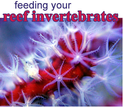 Proper Feeding Techniques using Phytoplankton and Zooplankton