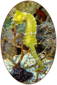 Seahorse