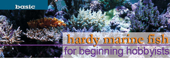 Saltwater Aquarium Species Profile: Beginner Fis