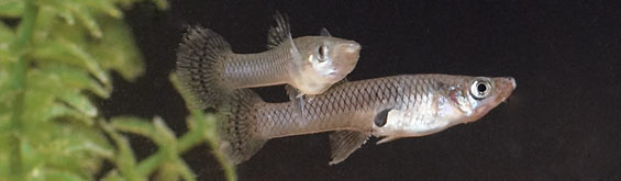 Pond Fish Profile: Mosquito Fish