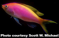 Bartlett's Anthias