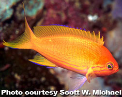 Squareback Anthias, Female