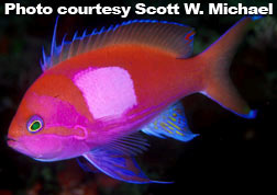 Squareback Anthias