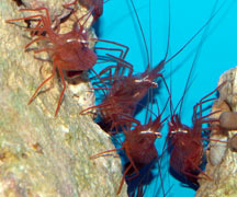 Peppermint Shrimp