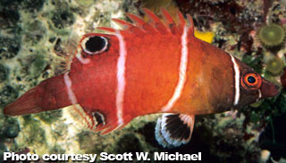 The Best Reef Wrasses; Part 6; Possum Wrasse