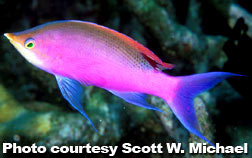 Yellow Stripe Anthias (P. tuka)