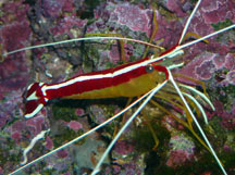 Scarlet Skunk Cleaner Shrimp