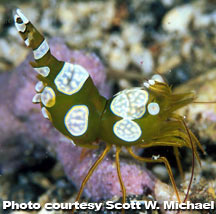 Sexy Anemone Shrimp (Thor amboinensis)