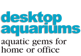 Small Aquariums: The Perfect Gift to Beautify the Home or Office