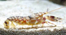 Alpheidae, Snapping Shrimps