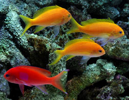 Squareback Anthias