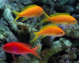 Squareback Anthias