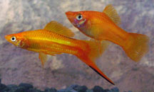 Swordtails