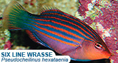 Six Line Wrasse